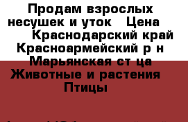 Продам взрослых несушек и уток › Цена ­ 200 - Краснодарский край, Красноармейский р-н, Марьянская ст-ца Животные и растения » Птицы   